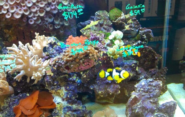 SALE ALERT at Exotic Aquatics!