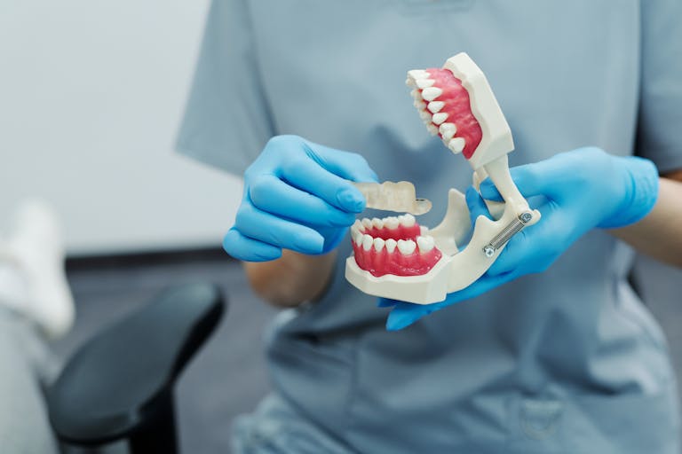 Close-up of a dental professional demonstrating with a teeth model in a clinic setting.